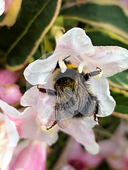 Buff tailed bumblebee, Bombus terrestris, feeding on Weigela flower.