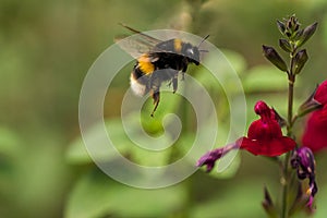 Buff-tailed Bumblebee Bombus terrestris in flight photo