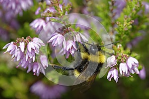 Buff-tailed Bumblebee