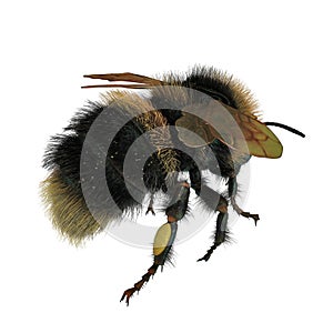 Buff-tailed bumblebee, Bombus terrestris, isolated on white. 3D illustration