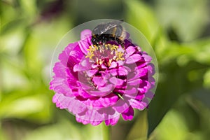 buff-tailed bumblebee (Bombus terrestris) on a pink flower