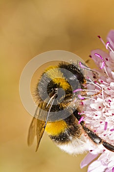 Buff-tailed Bumblebee (Bombus terrestris subsp. lusitanicus) photo