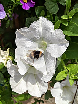 Buff tailed bumblebee, Bombus terrestris, on white Petunia flower.