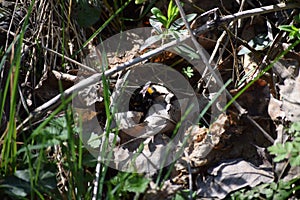 Buff-tailed-Bumblebee photo