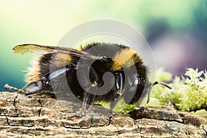 Buff-tailed Bumblebee, Bumblebee, Dumbledor, Dumbledore