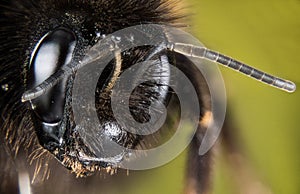 Buff-tailed Bumblebee, Bumblebee, Dumbledor, Dumbledore