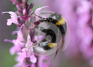 Buff tailed bumblebee photo