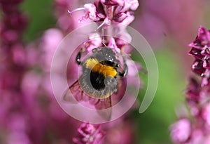 Buff tailed bumblebee
