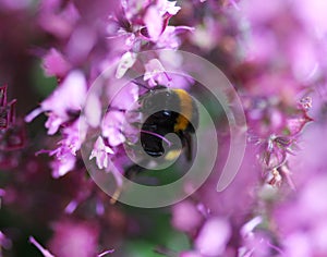Buff tailed bumblebee
