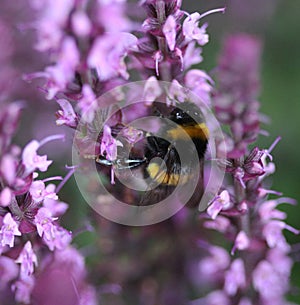 Buff tailed bumblebee
