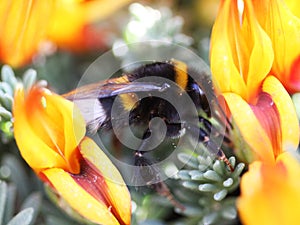 Buff tailed bumblebee