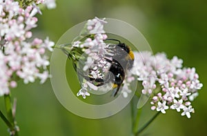 Buff-tailed bumblebee feeding on common Valerian photo
