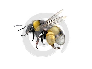 Buff-tailed bumblebee or large earth bumblebee photo