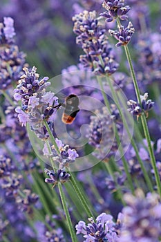 Buff-tailed Bumblebee, latin name Bombus Terrestris flying between flowering plants of true lavender