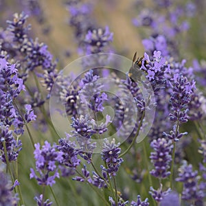 A Buff-Tailed Bumblebee on Lavender photo