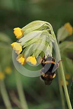 Buff tailed bumblebee pollinate primrose flower in spring