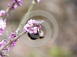 Buff-tailed bumblebee resting on blooming mezereon Daphne mezereum in spring forest