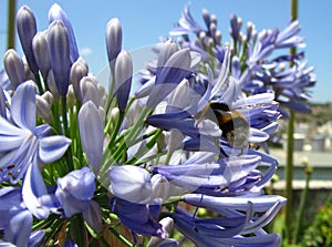 Buff-tailed bumblebee sitting on the blue petals of Lily of the Nile flowers