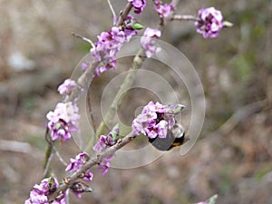 Buff-tailed bumblebee sleeping on blooming mezereon Daphne mezereum in spring forest