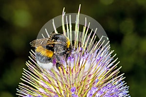 Buff-tailed bumblebee on teasel photo