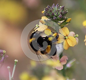 buff-tailed bumblebee on yellow flower photo