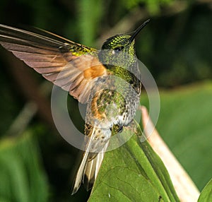 Buff-tailed Coronet 1