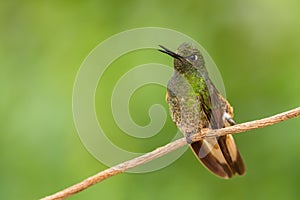 Buff-tailed Coronet - Boissonneaua flavescens photo