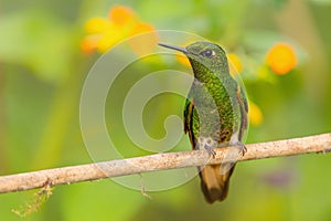 Buff-tailed Coronet - Boissonneaua flavescens photo