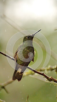 Buff-tailed coronet hummingbird