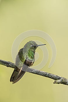 Buff-tailed Coronet hummingbird