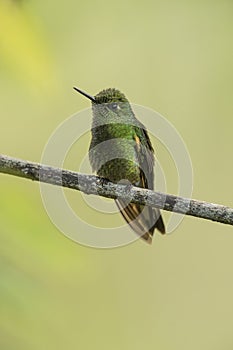 Buff-tailed Coronet hummingbird