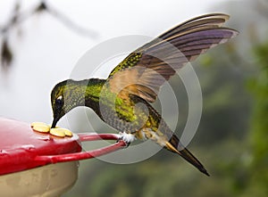 Buff-tailed Coronet Hummingbird - Ecuador photo