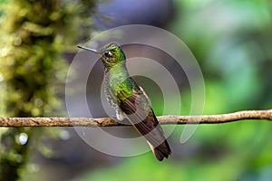Buff-tailed coronet hummingbird facing left. Back view with left wing clearly visible photo