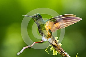 Buff Tailed Coronet photo