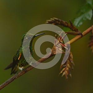 Buff-tailed coronet hummingbird