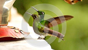Buff-tailed coronet hummingbirds at a feeder