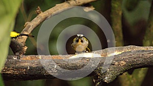 Buff-throated saltator