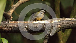 Buff-throated saltator