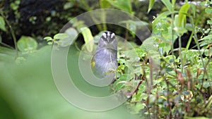 Buff-throated saltator