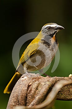 Buff Throated Saltator