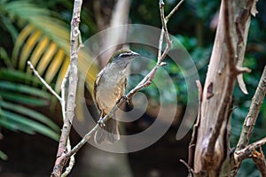 Buff-throated Saltator bird