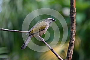 Buff-throated Saltator bird photo