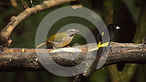 Buff-throated saltator and Lemon-rumped tanager