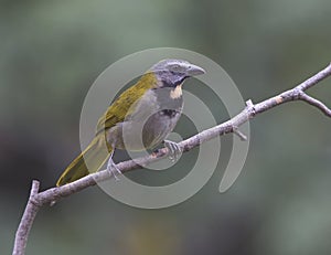 Buff-throated Saltator