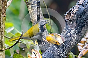 A buff-throated saltator, Saltator maximus, on a branch