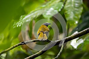 A buff-throated saltator, Saltator maximus, on a branch