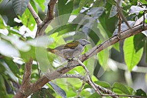 The buff-throated saltator (Saltator maximus) in Ecuador