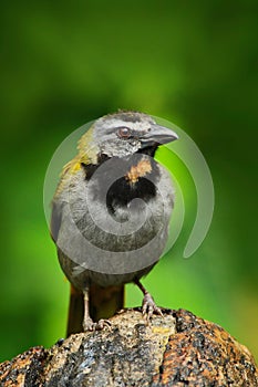 Buff-throated Saltator, Saltator maximus, exotic bird sitting on the branch in the green forest. Tropic tanager in the nature