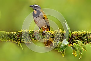 Buff-throated Saltator, Saltator maximus, exotic bird sitting on the branch in the green forest. Tropic tanager in the nature habi