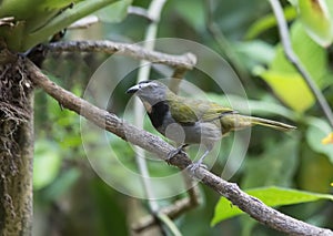 Buff-throated Saltator, Saltator maximus